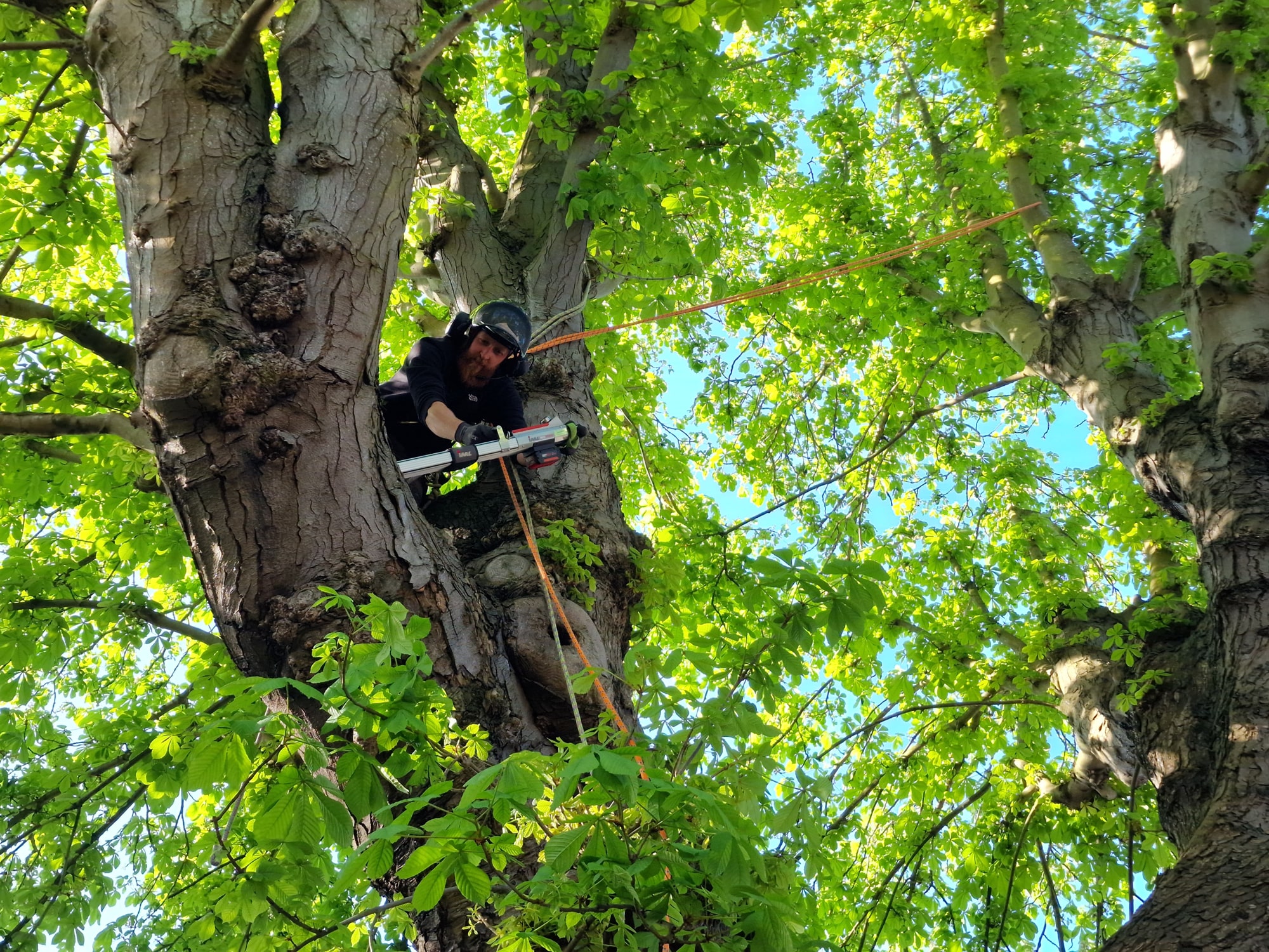 Afa Tree Inspections