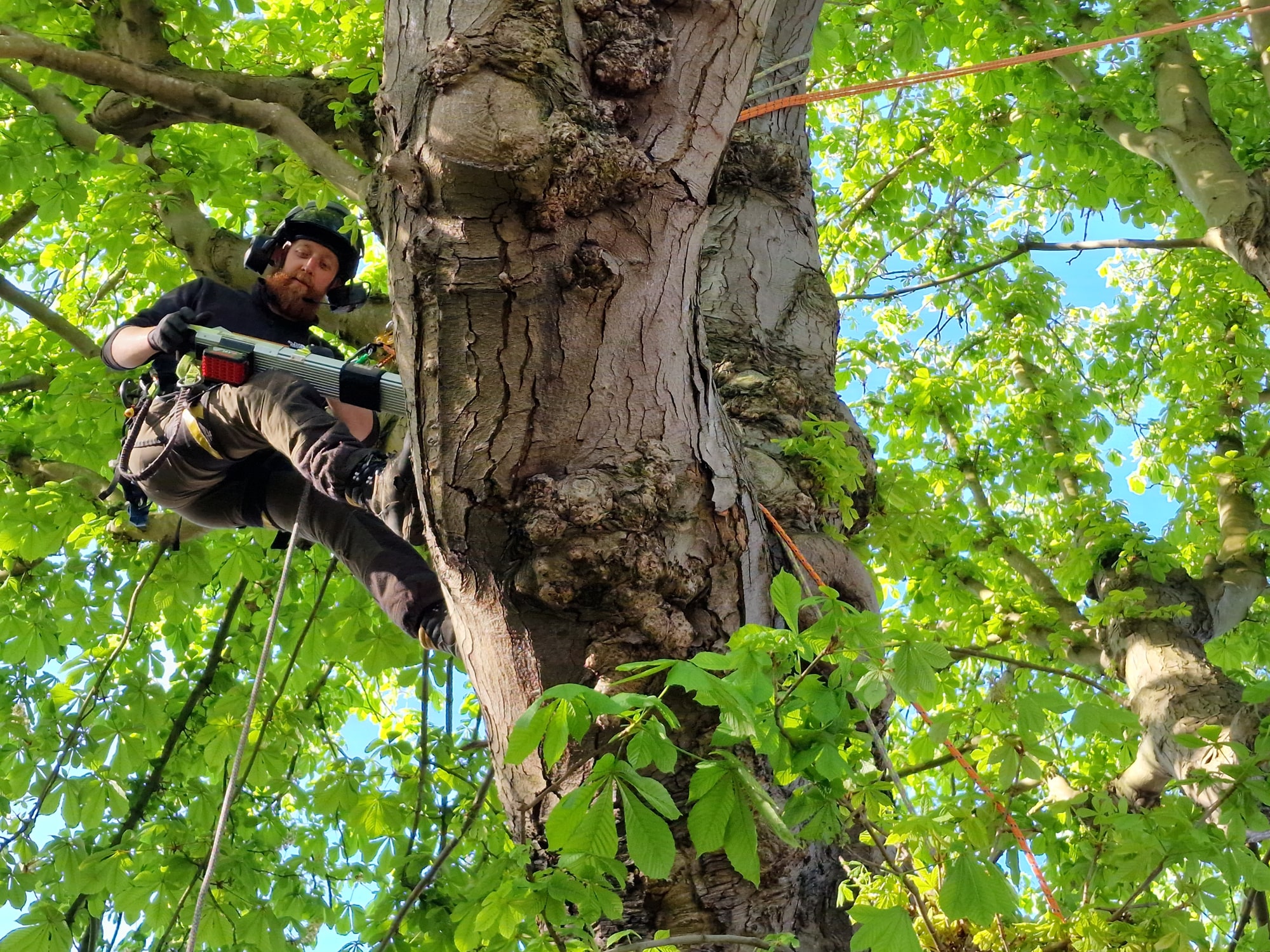 Afa Tree Inspections 2