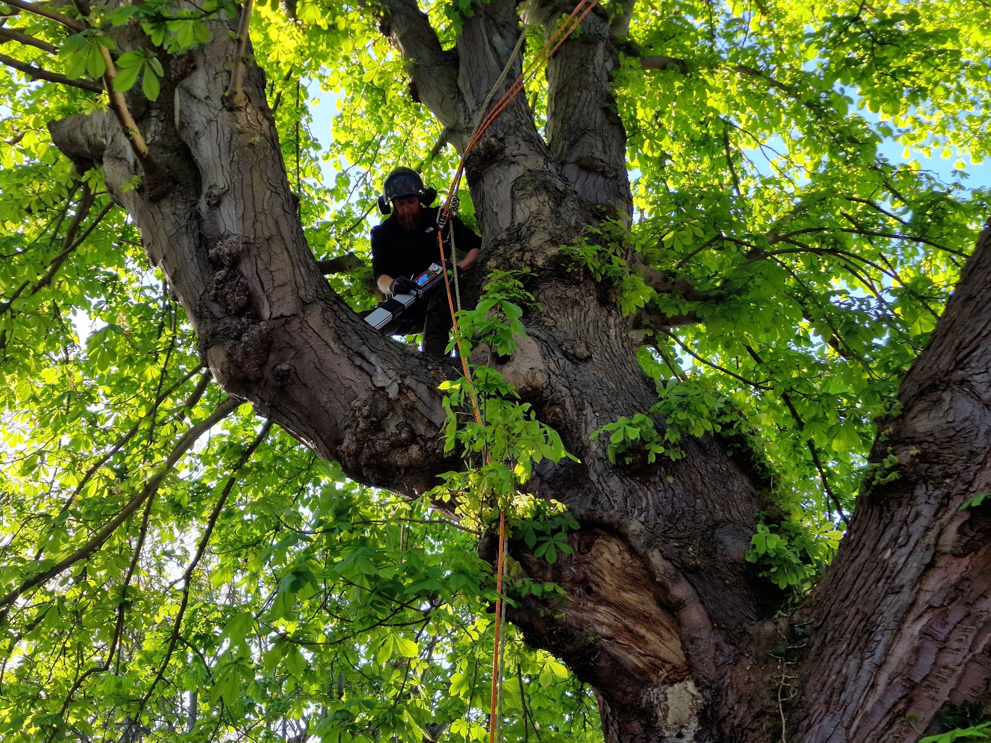 Afa Tree Inspections 3
