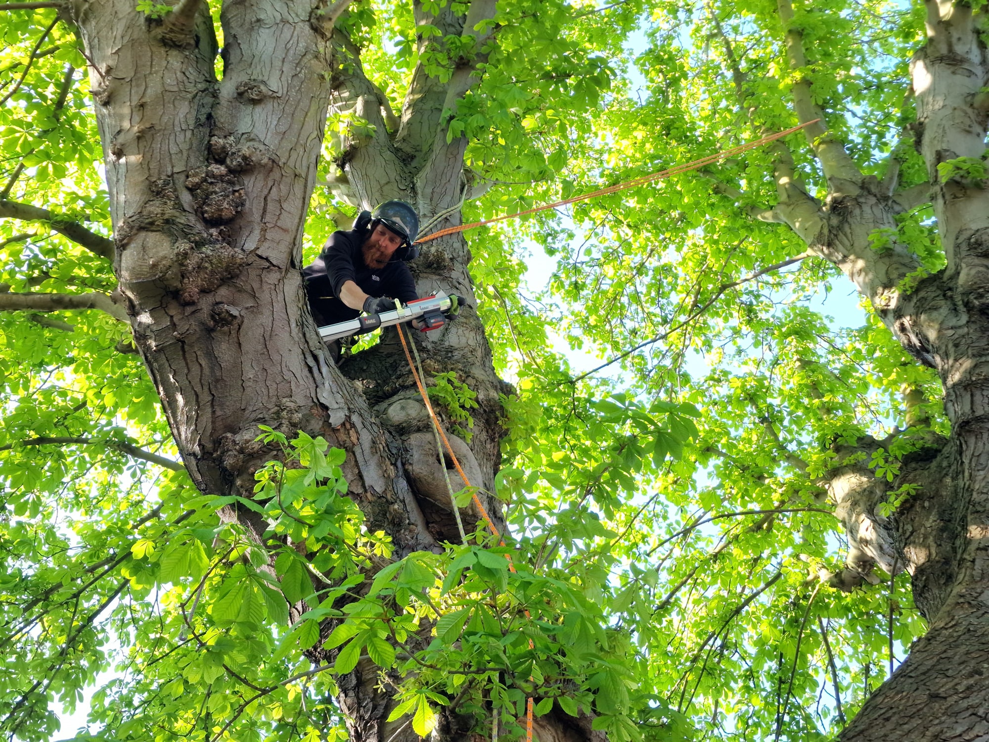 Afa Tree Inspections 4