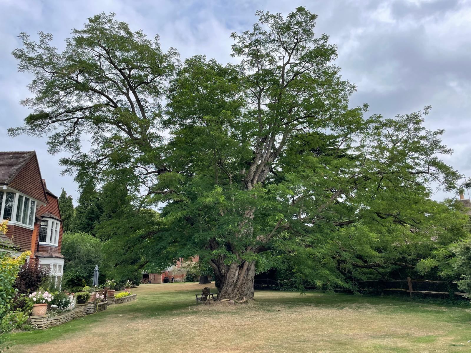 Veteran Tree Management